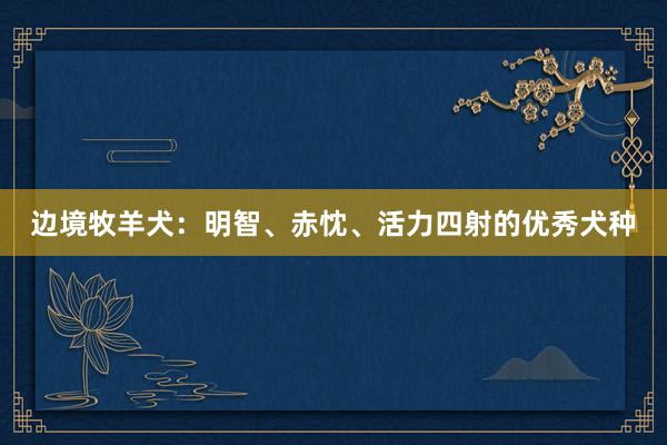 边境牧羊犬：明智、赤忱、活力四射的优秀犬种
